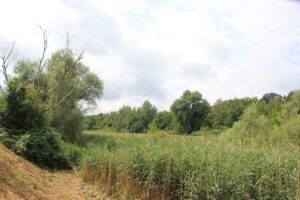Schilfgras Buschgraben Zehlendorf Kleinmachnow