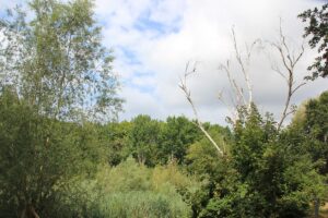 Tote Bäume Buschgraben Zehlendorf Kleinmachnow