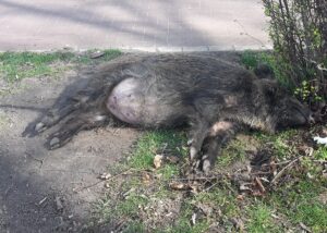 Totes Wildschwein