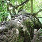 Umgestürtzer Baum Buschgraben Zehlendorf Kleinmachnow