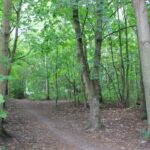 Wald nach Kleinmachnow Buschgraben Zehlendorf Kleinmachnow