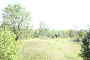 Bunkerhügel Dachsheide Grunewald Berlin