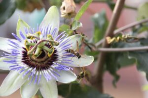 Futterneid Wespe wehrt andere ab