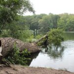 Gefallener Baum Schlachtensee