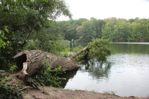 Gefallener Baum Schlachtensee