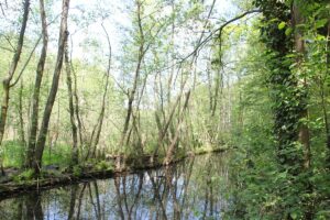 Moor Langes Luch Grunewald Berlin