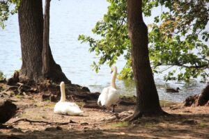 Schwäne am Schlachtensee