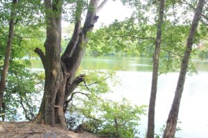 Seil für Sprung ins Wasser Schlachtensee