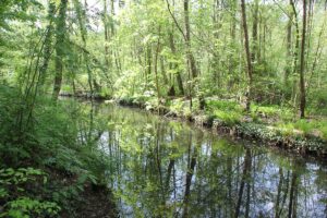 Spreewald in Berlin Langes Luch Grunewald Berlin