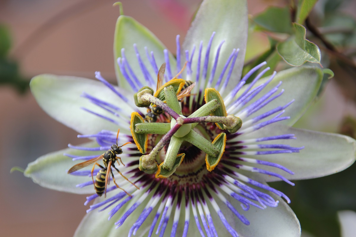 Die betrunkenen Wespen der Passionsblume