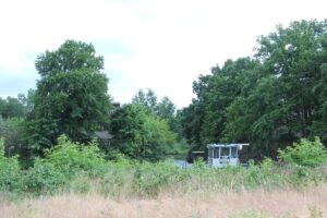 Wildwuchs Teltow-Werft Zehlendorf