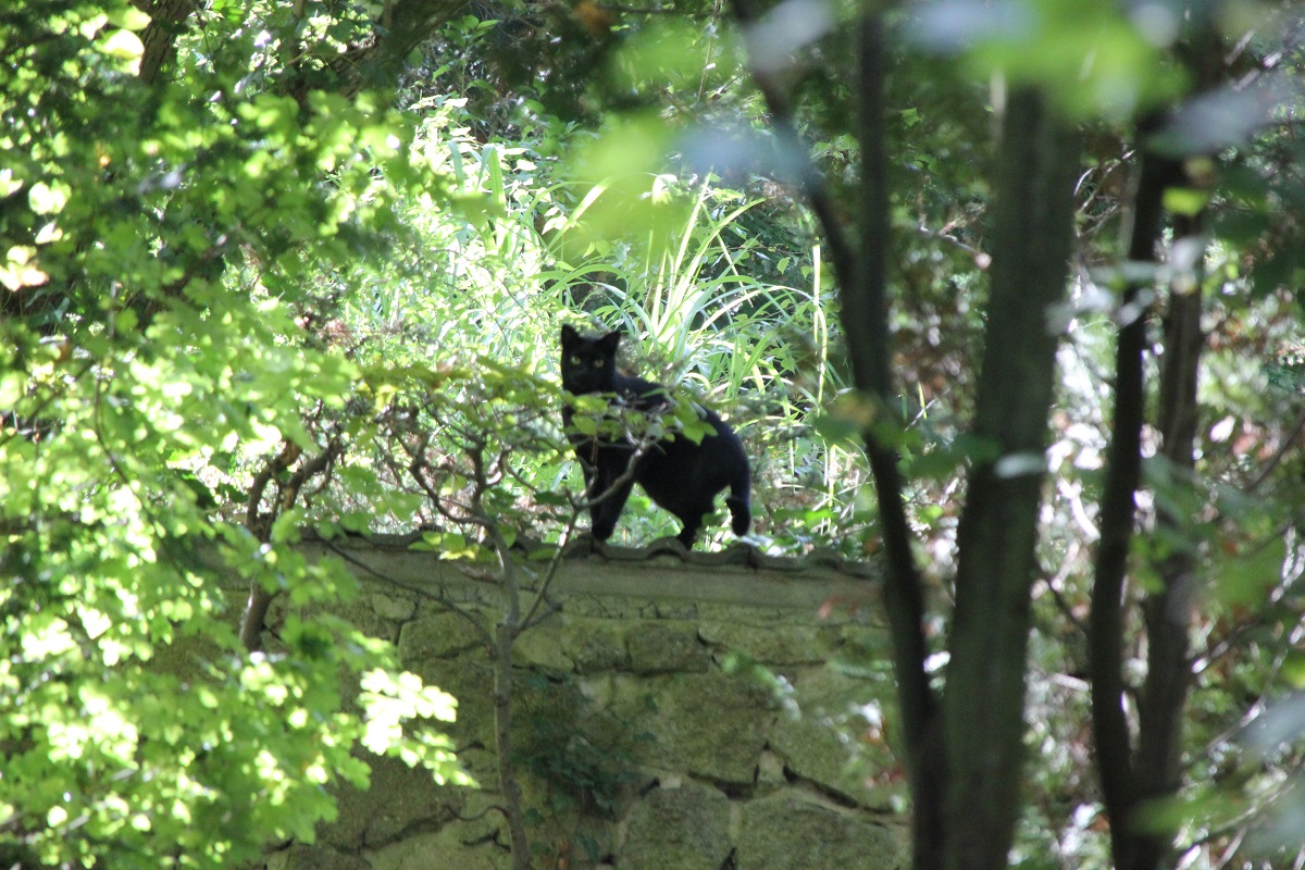 Schwarze Katze Selbstmörderfriedhof Grunewald