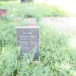 Wildwuchs Friedhof Schönow