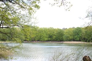 Hundebadestelle Grunewaldsee
