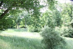 Naturidyll Rehwiese