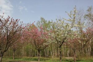 Kirschblütenallee Teltow 2024 - 15 weiß und rosa