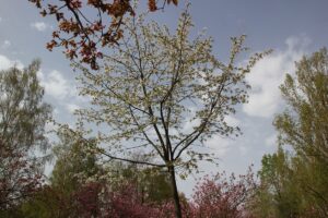 Kirschblütenallee Teltow 2024 - 17 - weiße Kirschblüte