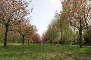 Kirschblütenallee Teltow 2024 - 21