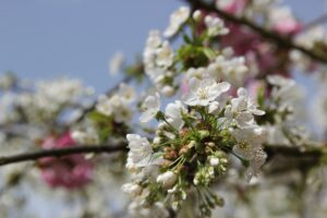 Kirschblütenallee Teltow 2024 - 23 blüten weiß