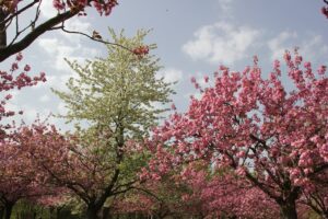 Kirschblütenallee Teltow 2024 - 24 weiße und rosa Blüten