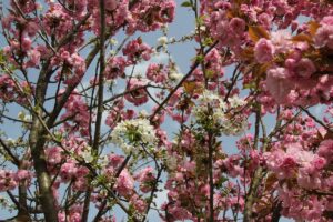Kirschblütenallee Teltow 2024 - 26 rosa und weiße Kirschblüte