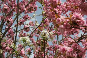 Kirschblütenallee Teltow 2024 - 27 rosa und weiße Kirschenblüte