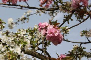 Kirschblütenallee Teltow 2024 - 28 - rosa vor weiß