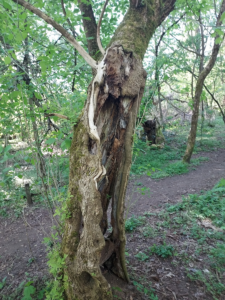 Baumruinen im Wald beim Gut Osdorf