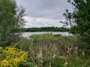 Inselblick im Glasersee Baggersee