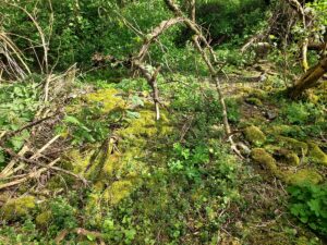 Moos bewachsene Steine Ruine Gut Osdorf