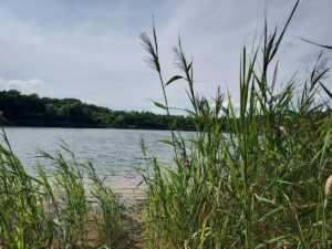 Schilf am Glasersee Baggersee