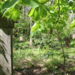 38 Wald Südwestfriedhof Stahnsdorf