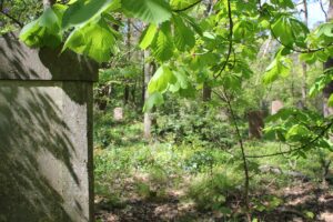 38 Wald Südwestfriedhof Stahnsdorf