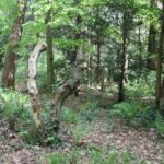 40 Baum Südwestfriedhof Stahnsdorf