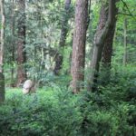 41 Wald und Grabsteine Südwestfriedhof Stahnsdorf