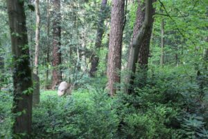 41 Wald und Grabsteine Südwestfriedhof Stahnsdorf
