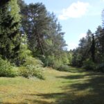 53 Waldschneise Südwestfriedhof Stahnsdorf