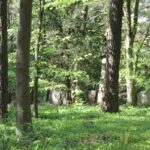59 Gräberwald Südwestfriedhof Stahnsdorf