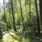 60 Moos Weg Südwestfriedhof Stahnsdorf