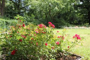 Stadtpark Steglitz Rosen im Rosengarten