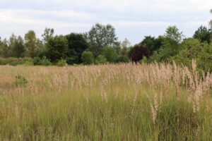 Galgenhheide Güterfelde Gewächse