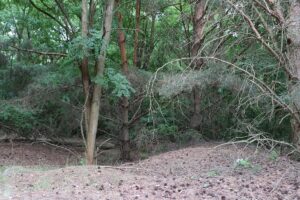 Galgenhheide Güterfelde Gräben