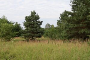 Galgenhheide Güterfelde Hohes Gras
