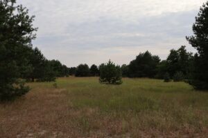 Galgenhheide Güterfelde Kiefer auf der Heide