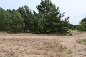 Galgenhheide Güterfelde Steppe
