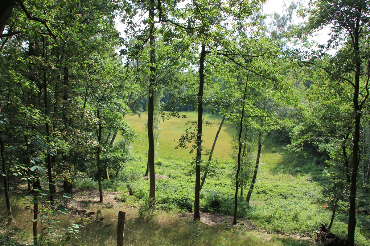 Barssee im Grunewald, der aber gar kein See (mehr) ist