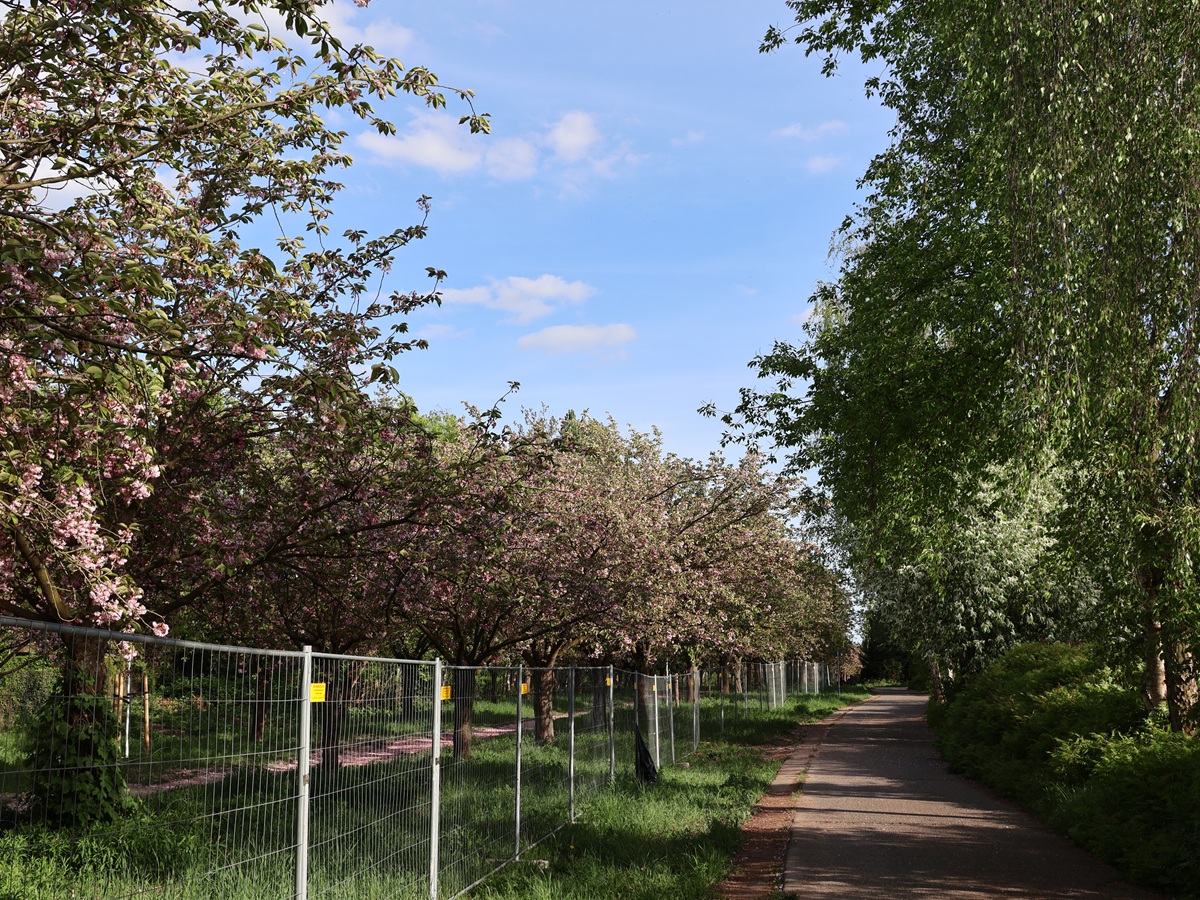 Ende Kirschblütenallee 2025