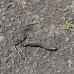 Blindschleiche Naturpark Nuthe-Nieplitz