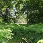 Naturpark Nuthe-Nieplitz Farnwuchs