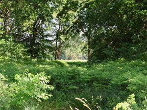 Naturpark Nuthe-Nieplitz Farnwuchs